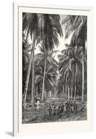 Cocoa-Nut Plantation in Ceylon, Sri Lanka-null-Framed Giclee Print