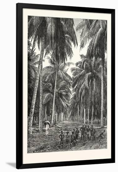 Cocoa-Nut Plantation in Ceylon, Sri Lanka-null-Framed Giclee Print