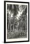 Cocoa-Nut Plantation in Ceylon, Sri Lanka-null-Framed Giclee Print