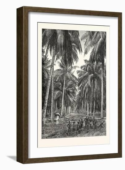 Cocoa-Nut Plantation in Ceylon, Sri Lanka-null-Framed Giclee Print