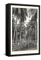 Cocoa-Nut Plantation in Ceylon, Sri Lanka-null-Framed Stretched Canvas