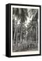 Cocoa-Nut Plantation in Ceylon, Sri Lanka-null-Framed Stretched Canvas