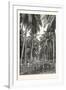 Cocoa-Nut Plantation in Ceylon, Sri Lanka-null-Framed Giclee Print