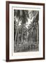 Cocoa-Nut Plantation in Ceylon, Sri Lanka-null-Framed Giclee Print