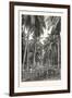 Cocoa-Nut Plantation in Ceylon, Sri Lanka-null-Framed Premium Giclee Print