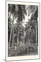 Cocoa-Nut Plantation in Ceylon, Sri Lanka-null-Mounted Premium Giclee Print