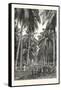 Cocoa-Nut Plantation in Ceylon, Sri Lanka-null-Framed Stretched Canvas