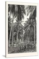 Cocoa-Nut Plantation in Ceylon, Sri Lanka-null-Stretched Canvas