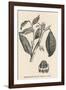 Cocoa (Or Chocolate) Plant Bearing Fruit Theobroma Cacao-null-Framed Photographic Print