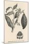 Cocoa (Or Chocolate) Plant Bearing Fruit Theobroma Cacao-null-Mounted Photographic Print