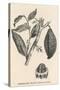 Cocoa (Or Chocolate) Plant Bearing Fruit Theobroma Cacao-null-Stretched Canvas