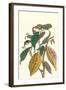 Cocoa Plant with Southern Army Worm-Maria Sibylla Merian-Framed Art Print