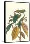 Cocoa Plant with Southern Army Worm-Maria Sibylla Merian-Framed Stretched Canvas