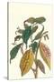 Cocoa Plant with Southern Army Worm-Maria Sibylla Merian-Stretched Canvas