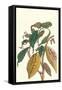 Cocoa Plant with Southern Army Worm-Maria Sibylla Merian-Framed Stretched Canvas