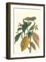 Cocoa Plant with Southern Army Worm-Maria Sibylla Merian-Framed Art Print