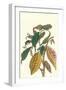 Cocoa Plant with Southern Army Worm-Maria Sibylla Merian-Framed Art Print