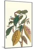 Cocoa Plant with Southern Army Worm-Maria Sibylla Merian-Mounted Art Print