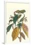 Cocoa Plant with Southern Army Worm-Maria Sibylla Merian-Framed Art Print