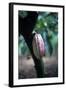 Cocoa Plantation, South Guatemala-null-Framed Photographic Print