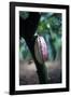 Cocoa Plantation, South Guatemala-null-Framed Photographic Print