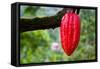 Cocoa Pod Red-blacqbook-Framed Stretched Canvas