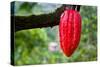 Cocoa Pod Red-blacqbook-Stretched Canvas