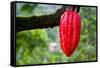 Cocoa Pod Red-blacqbook-Framed Stretched Canvas