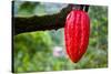 Cocoa Pod Red-blacqbook-Stretched Canvas