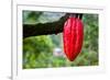 Cocoa Pod Red-blacqbook-Framed Photographic Print