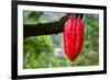 Cocoa Pod Red-blacqbook-Framed Photographic Print