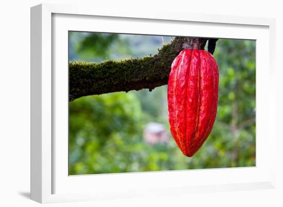 Cocoa Pod Red-blacqbook-Framed Photographic Print