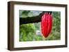 Cocoa Pod Red-blacqbook-Framed Photographic Print