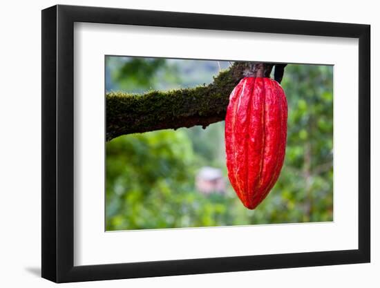 Cocoa Pod Red-blacqbook-Framed Photographic Print
