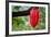 Cocoa Pod Red-blacqbook-Framed Photographic Print