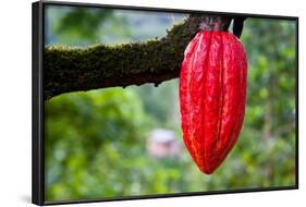 Cocoa Pod Red-blacqbook-Framed Photographic Print