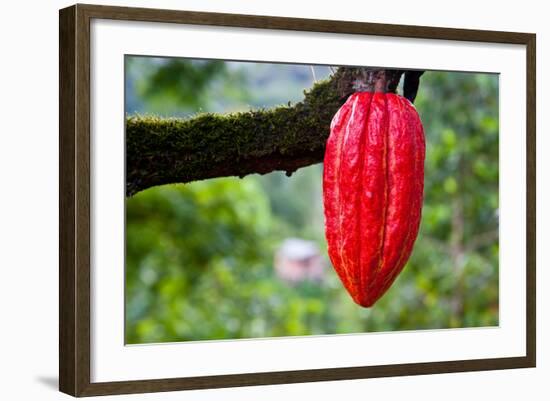 Cocoa Pod Red-blacqbook-Framed Photographic Print