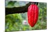 Cocoa Pod Red-blacqbook-Mounted Photographic Print