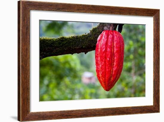 Cocoa Pod Red-blacqbook-Framed Photographic Print