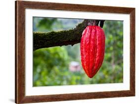 Cocoa Pod Red-blacqbook-Framed Photographic Print