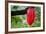 Cocoa Pod Red-blacqbook-Framed Photographic Print