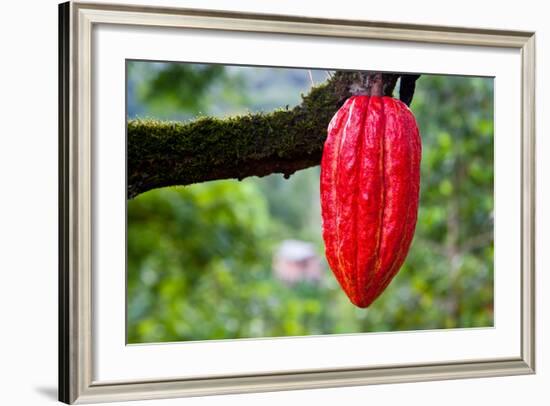 Cocoa Pod Red-blacqbook-Framed Photographic Print