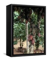 Cocoa Pods on Tree, Sri Lanka-Sybil Sassoon-Framed Stretched Canvas