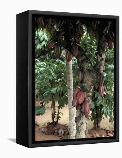 Cocoa Pods on Tree, Sri Lanka-Sybil Sassoon-Framed Stretched Canvas