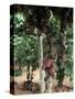 Cocoa Pods on Tree, Sri Lanka-Sybil Sassoon-Stretched Canvas