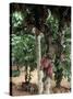 Cocoa Pods on Tree, Sri Lanka-Sybil Sassoon-Stretched Canvas