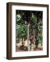 Cocoa Pods on Tree, Sri Lanka-Sybil Sassoon-Framed Photographic Print