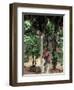 Cocoa Pods on Tree, Sri Lanka-Sybil Sassoon-Framed Photographic Print