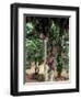 Cocoa Pods on Tree, Sri Lanka-Sybil Sassoon-Framed Photographic Print
