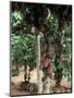 Cocoa Pods on Tree, Sri Lanka-Sybil Sassoon-Mounted Photographic Print